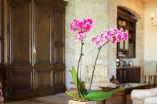 cal-a-vie-orchid