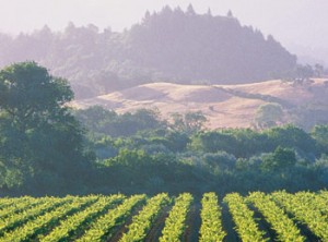 Sonoma-Spas-Wine-Country-SpaFinder