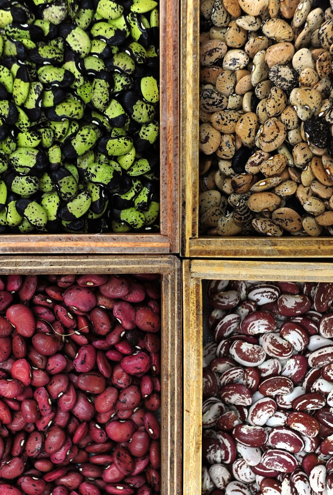 Beans image via Flickr user Global Crop Diversity Trust