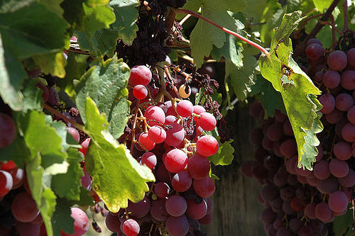 Grapes image via Flickr user catsper