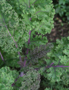 Kale photo via Flickr user djprybyl