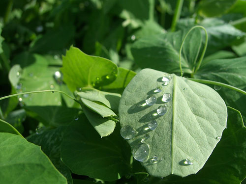 Pea-shoots-image-via-Flickr-user-Benketaro