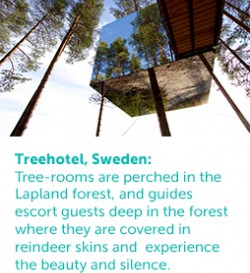 forest3
