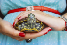 woman-holding-turtle