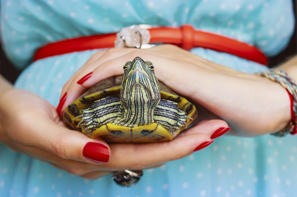 Turtle in a woman's hand