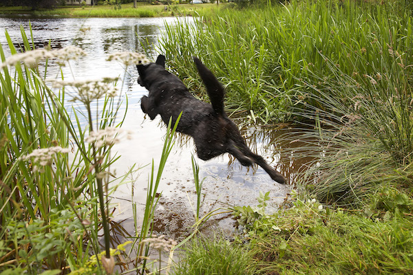 dog training glen eagles