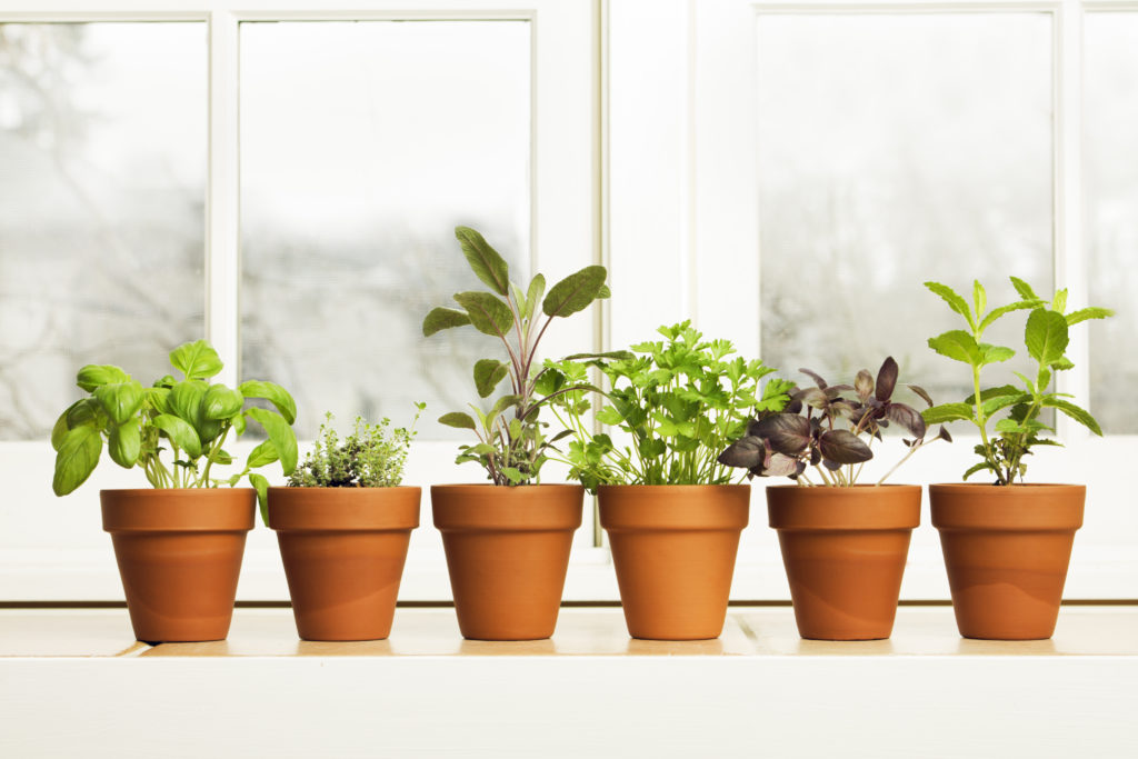 kitchen-herb-garden