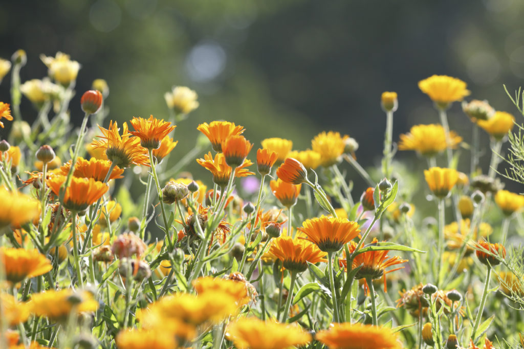 meadow-marigolds