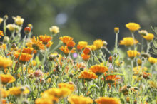 meadow-marigolds