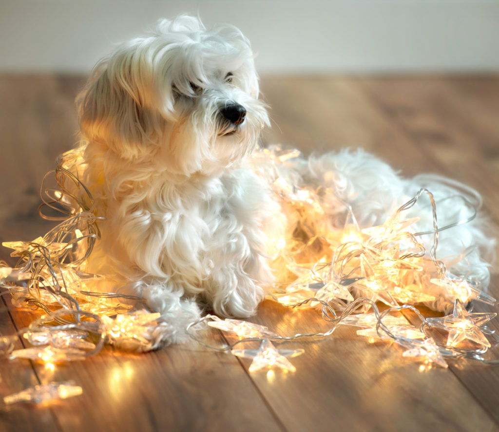 Don’t Get Your Tinsel in a Tangle