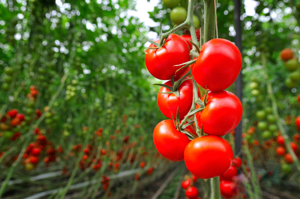 tomato-superfood