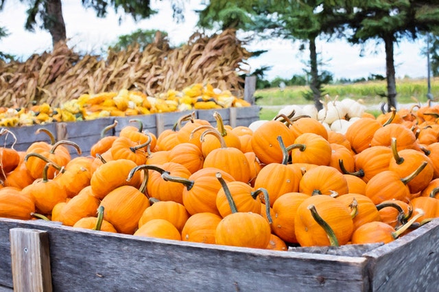 Three Pumpkin Recipes You'll Love