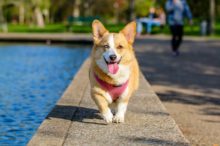 corgi-dog-pool