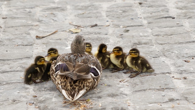 momma-duck-ducklings