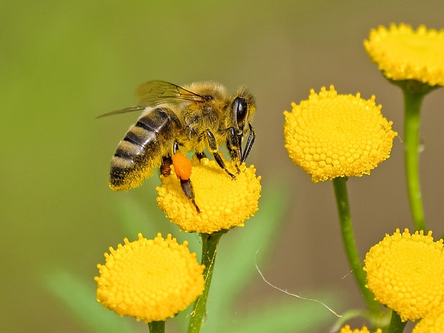 bee-pollinating-flower