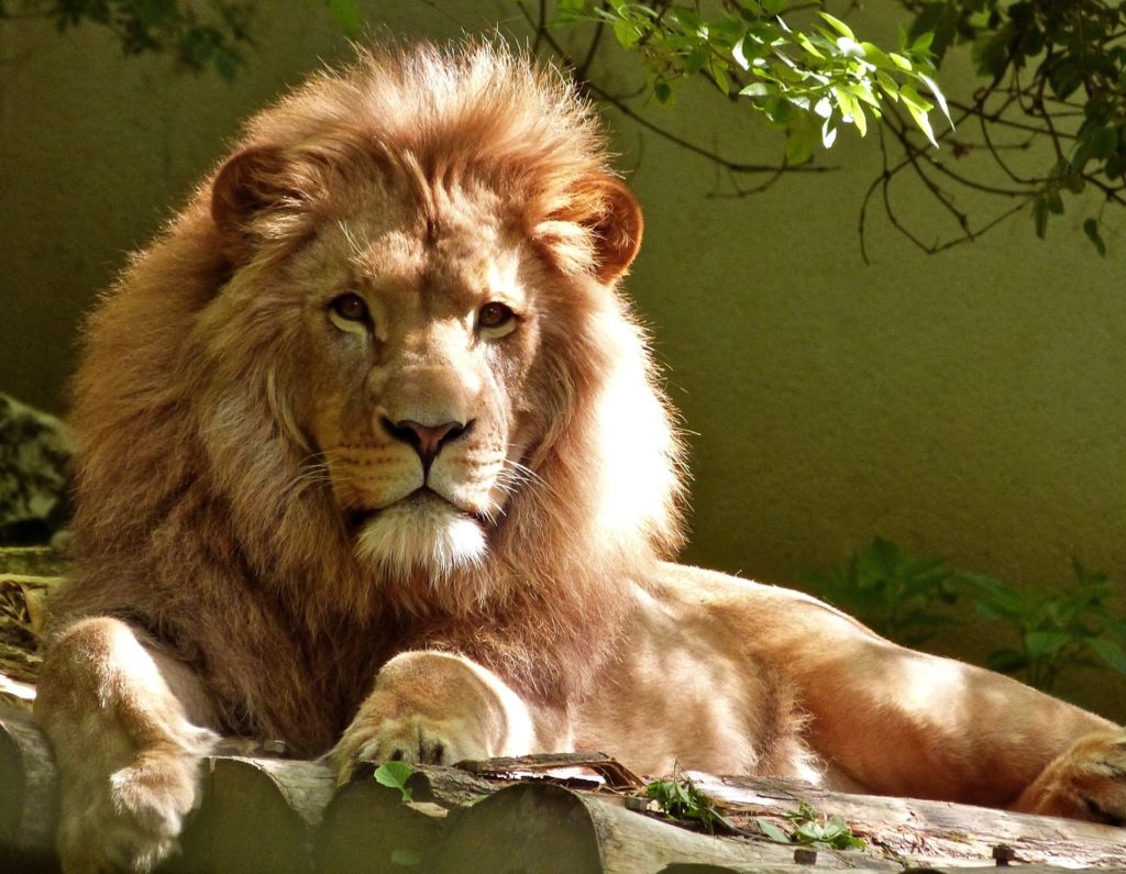 male-lion-lounging