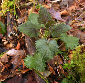 wild nettle leaves