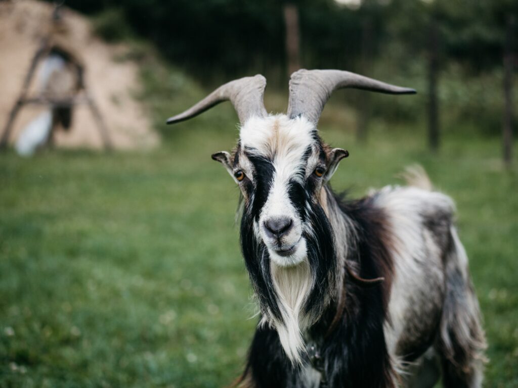 wellness-goats
