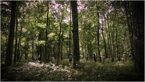 forest-bathing