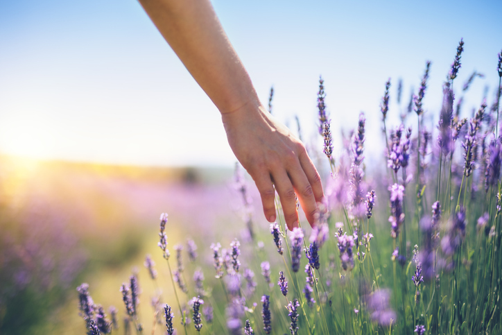 benefits of lavender