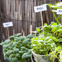 home-gardening