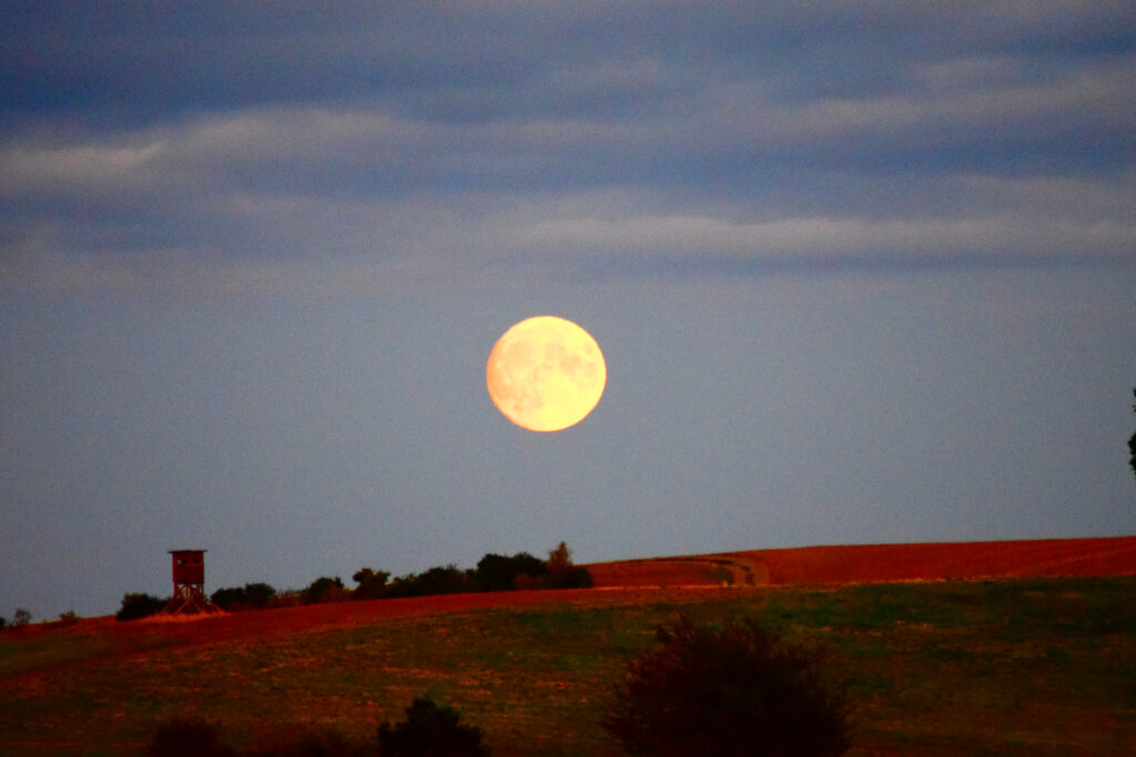 beaver-moon