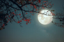 "Pink-Moon"
